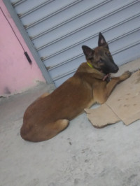 chien-malinois-masque-noir-rouiba-alger-algerie