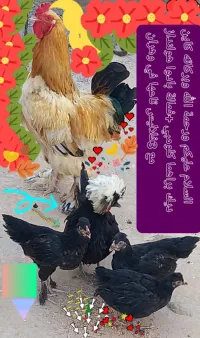 دجاج 