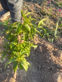 Cherche achat Terrain Agricole Aïn Defla Djendel