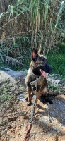 chien-malinois-femelle-draria-alger-algerie