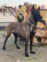 chien-malinois-masque-noir-femelle-les-eucalyptus-alger-algerie