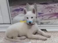 chien-husky-blanc-birkhadem-alger-algerie