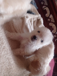 chien-bichon-maltais-nain-pure-race-beni-messous-alger-algerie