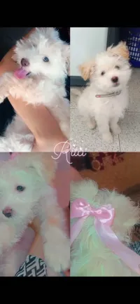 Caniche bichon maltais nain 