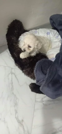 Chiots bichon maltais 