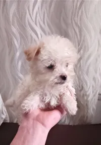 Bichon maltais nain قزم 