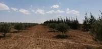 Vente Terrain Djelfa Ain oussara