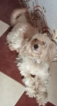 Bichon Maltais 