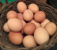 oeufs bio