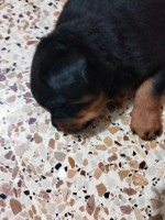 chien-disponible-chiots-rottweilers-serbie-les-parents-avec-pedigree-ligne-timit-tor-pere-et-mere-boutlelis-oran-algerie