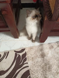 Persan peke face 