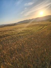 أرض-فلاحية-بيع-البويرة-الهاشمية-الجزائر