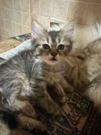 chats-chat-tipaza-algerie