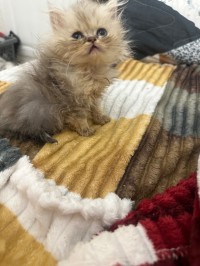 قطط-chat-persan-تيبازة-الجزائر