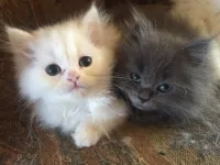 Chats persans de race pure