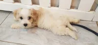 Petit Chien Coton de Tuléar