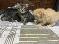 قطط-chatons-persans-بوقرة-البليدة-الجزائر