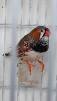 Mandarin B Brest B face