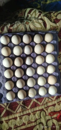 Oeufs de poules fécondé 