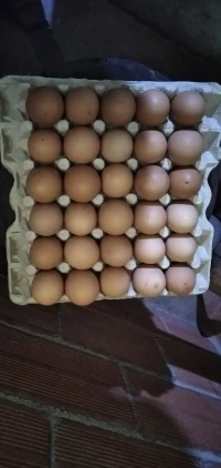 Oeufs de poule