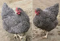 Poule playmouth et indonésien 