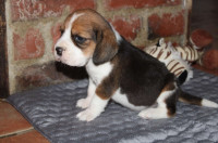 chien-beagle-bebe-a-reserver-el-kseur-bejaia-algerie