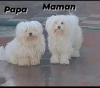 Bichon maltais 