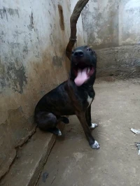 chien. mâle