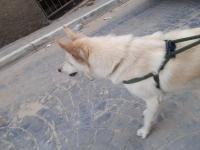 chien-husky-blanc-russe-bab-ezzouar-alger-algerie