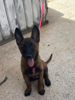 chien-malinois-birkhadem-alger-algerie