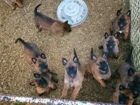 chiots mallinois a vende 