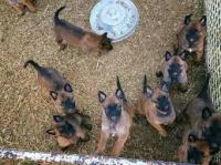 dogs-chien-a-vendre-jijel-algeria