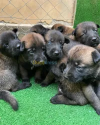 Chiots mallinois