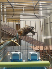 Canari agat rouge 