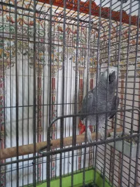 Piroki