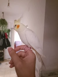 Perroquet Kokatiel apprivoisé 