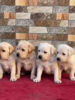 chien-chiot-labrador-pure-cheraga-alger-algerie