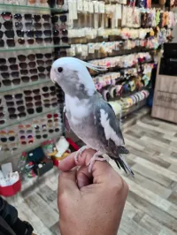 calopsitte white face 