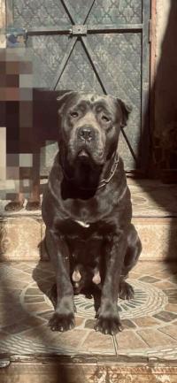 chiens-femelle-cani-corso-bab-ezzouar-alger-algerie