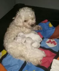 Caniche bichon maltais francais