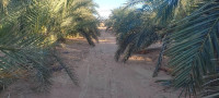 terrain-agricole-vente-ouargla-hassi-ben-abdellah-algerie