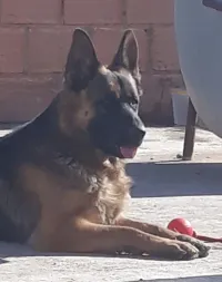 Chien berger allemand penché 