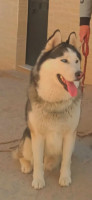 chien-husky-siberien-alger-centre-algerie