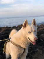 chien-husky-blanc-kolea-tipaza-algerie