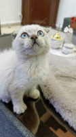 chat-scottish-fold-bouzareah-alger-algerie