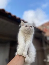 Chat persan peke face