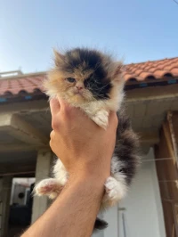 Chat persan femelle