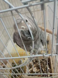 piroki .