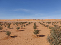 farmland-sell-bechar-algeria