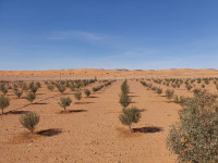 أرض-فلاحية-بيع-بشار-الجزائر